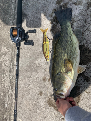 ブラックバスの釣果