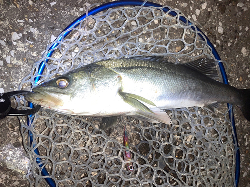 フッコ（マルスズキ）の釣果