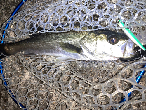 フッコ（マルスズキ）の釣果