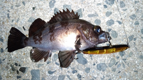 シロメバルの釣果