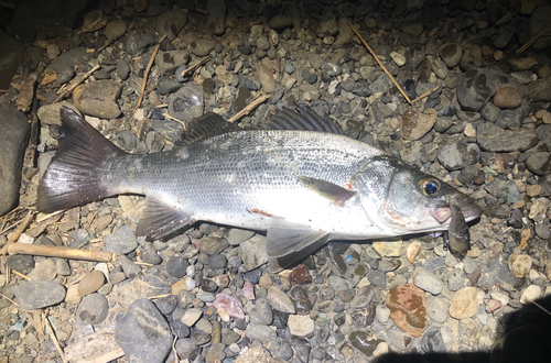 セイゴ（ヒラスズキ）の釣果