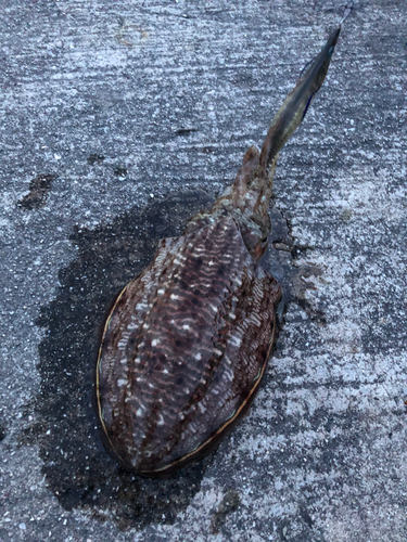 コウイカの釣果