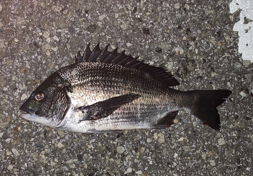 チヌの釣果