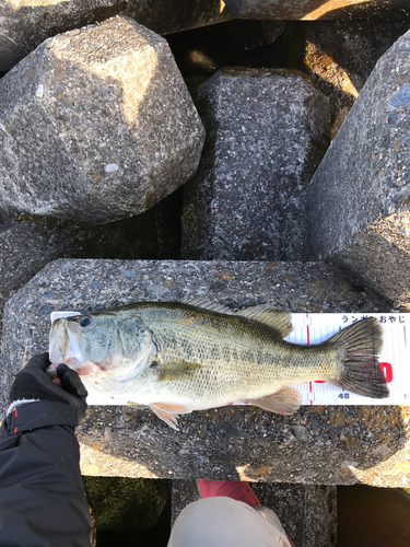 ブラックバスの釣果