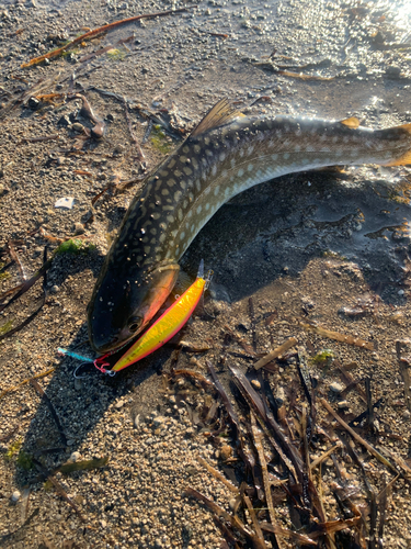 アメマスの釣果