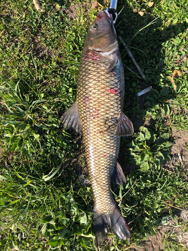 ニゴイの釣果