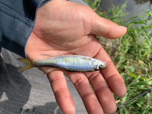 オイカワの釣果