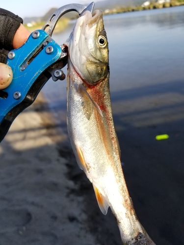 ウグイの釣果