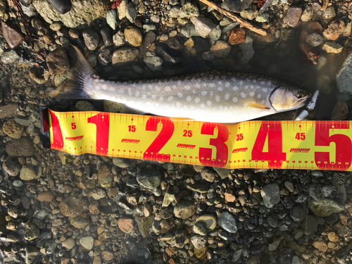 アメマスの釣果