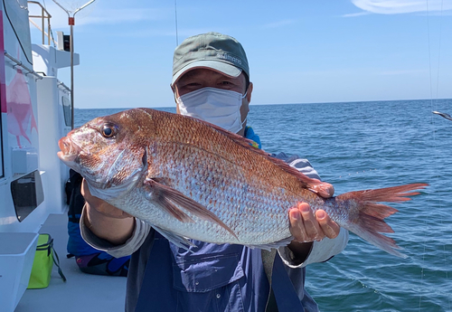 マダイの釣果