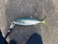 イナダの釣果