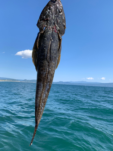 マゴチの釣果