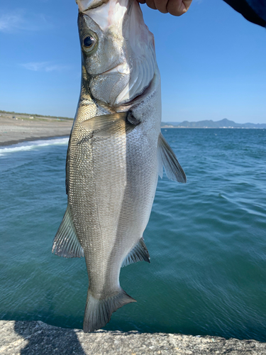 ヒラスズキの釣果