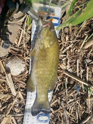 スモールマウスバスの釣果