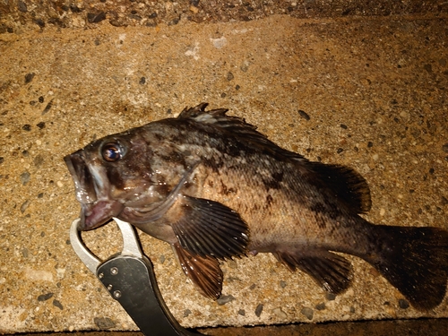 クロソイの釣果