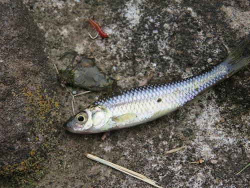 クチボソの釣果