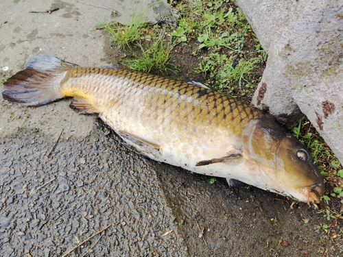 コイの釣果