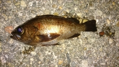 メバルの釣果