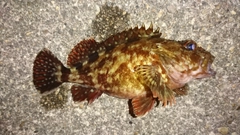 カサゴの釣果