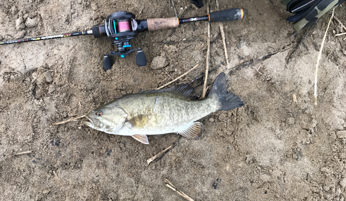 スモールマウスバスの釣果