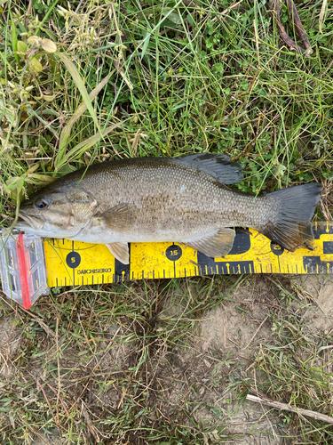 スモールマウスバスの釣果