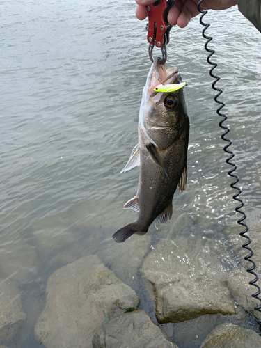 フッコ（マルスズキ）の釣果