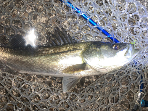 フッコ（マルスズキ）の釣果