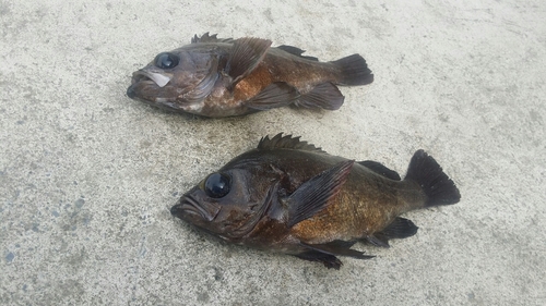 シロメバルの釣果