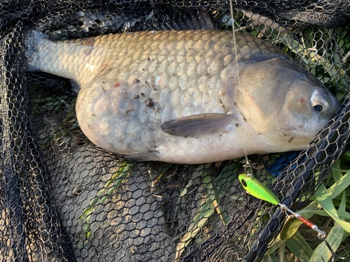 ヘラブナの釣果