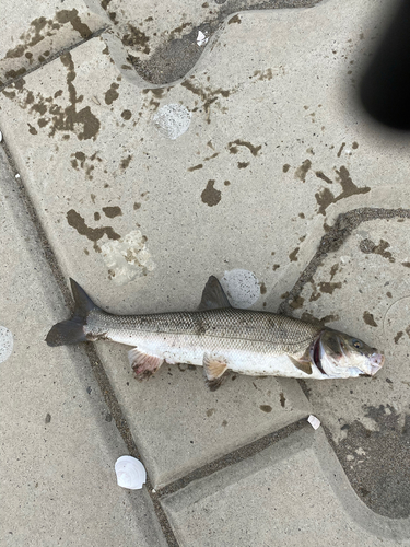 マルタウグイの釣果