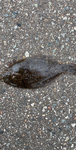 カレイの釣果