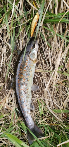 アマゴの釣果