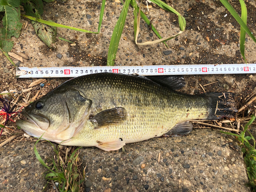 ブラックバスの釣果