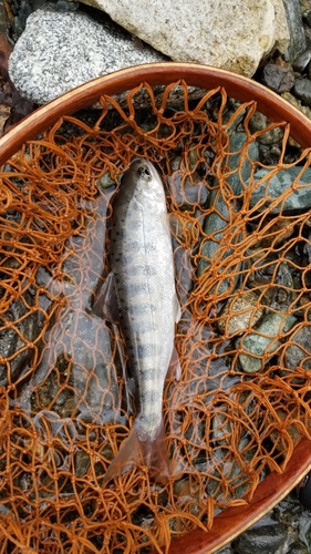 アマゴの釣果