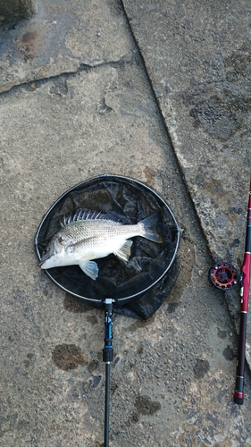 キチヌの釣果