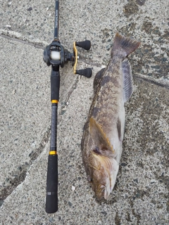 アイナメの釣果