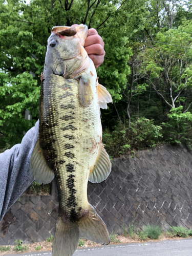 ラージマウスバスの釣果