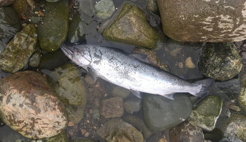 サクラマスの釣果