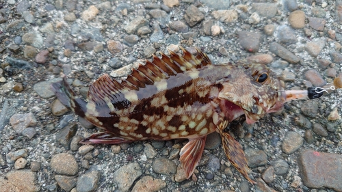 カサゴの釣果