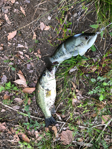 ブラックバスの釣果