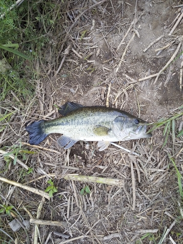 ラージマウスバスの釣果