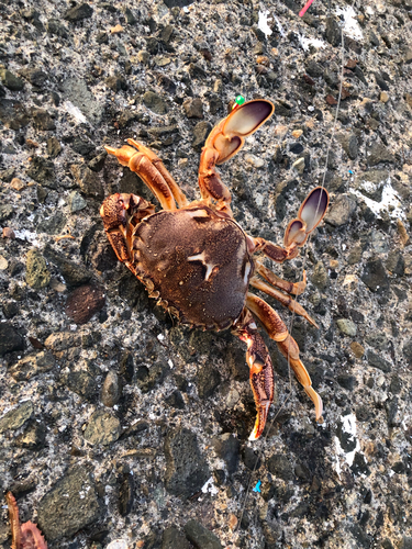 ヒラツメガニの釣果