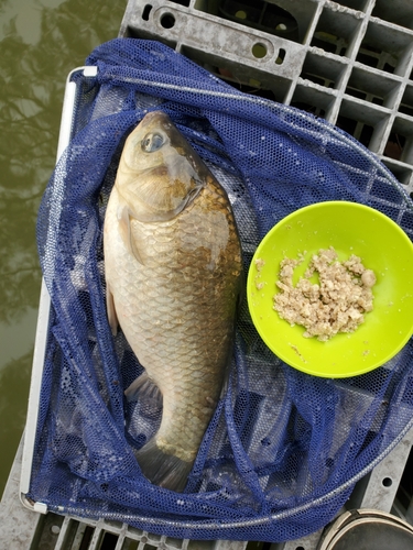 ヘラブナの釣果