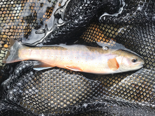 オショロコマの釣果