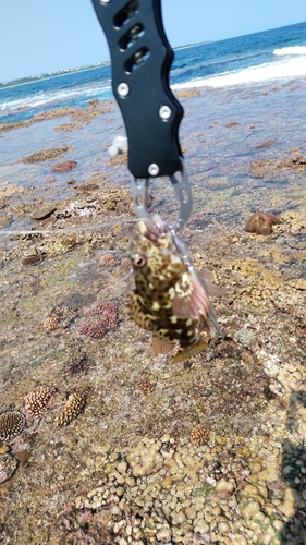 イソゴンベの釣果