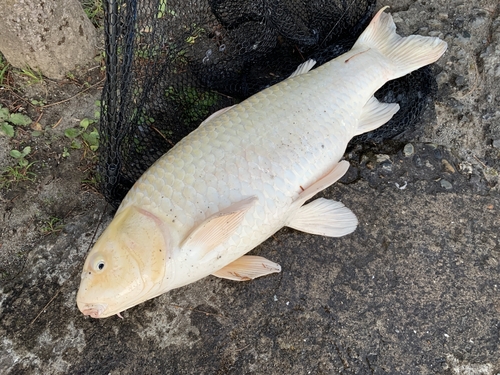 コイの釣果