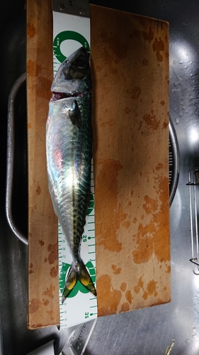 サバの釣果