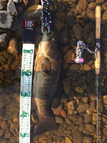 スモールマウスバスの釣果