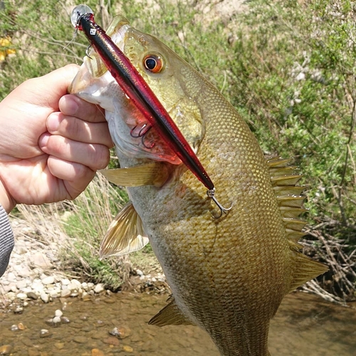 スモールマウスバスの釣果