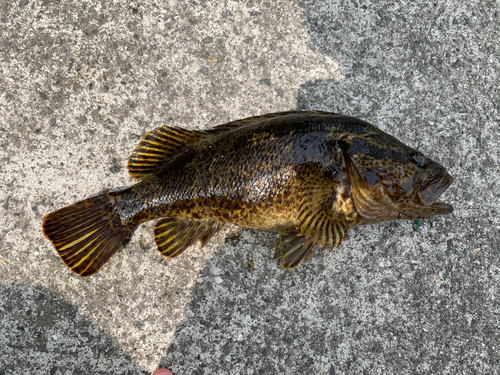 タケノコメバルの釣果